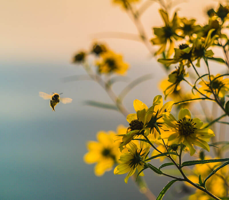 PRATIQUES AGRICOLES FAVORABLES À LA BIODIVERSITÉ